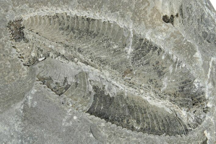 Ordovician Graptolite (Phyllograptus) - Fillmore Formation, Utah #256996
